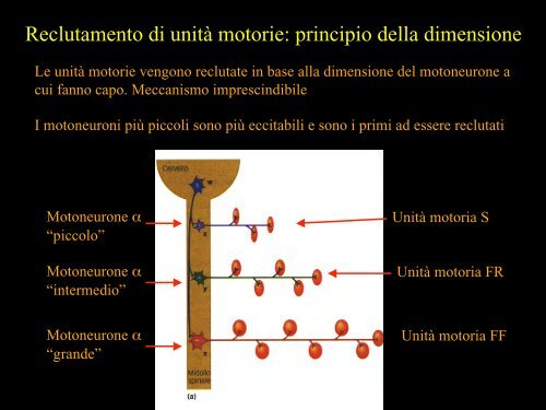 Meccanica della contrazione e plasticitÃ  del ... - Scienze motorie