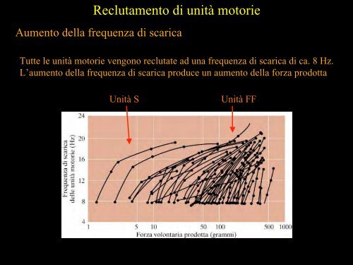 Meccanica della contrazione e plasticitÃ  del ... - Scienze motorie