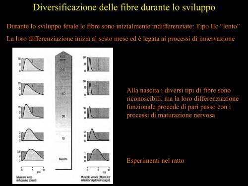 Meccanica della contrazione e plasticitÃ  del ... - Scienze motorie