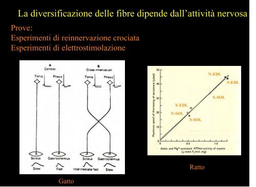 Meccanica della contrazione e plasticitÃ  del ... - Scienze motorie