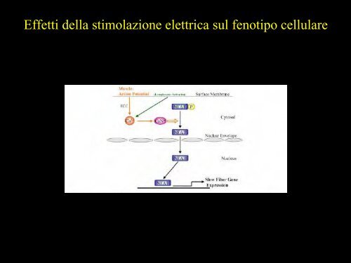 Meccanica della contrazione e plasticitÃ  del ... - Scienze motorie