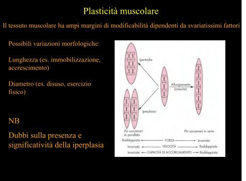 Meccanica della contrazione e plasticitÃ  del ... - Scienze motorie