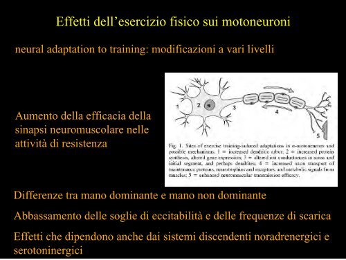 Meccanica della contrazione e plasticitÃ  del ... - Scienze motorie