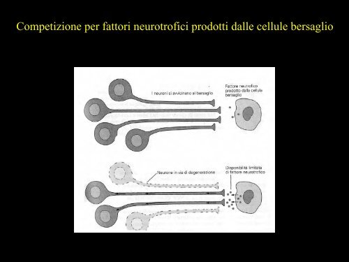 Meccanica della contrazione e plasticitÃ  del ... - Scienze motorie