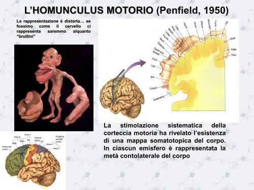 L'HOMUNCULUS MOTORIO - Scienze motorie