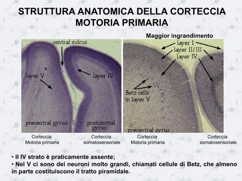 L'HOMUNCULUS MOTORIO - Scienze motorie