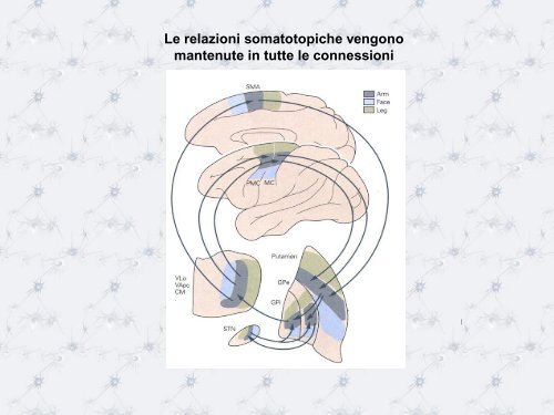 L'HOMUNCULUS MOTORIO - Scienze motorie