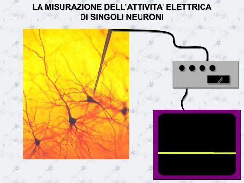 L'HOMUNCULUS MOTORIO - Scienze motorie