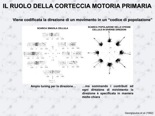 L'HOMUNCULUS MOTORIO - Scienze motorie