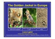 The Golden Jackal in Europe Luca Lapini - Scubla.It