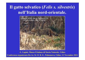 L Lapini Il gatto selvatico nell'Italia nord-orientale ... - Scubla.It