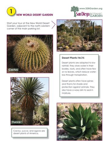 NEW WORLD DESERT GARDEN Cactus Yucca Agave - San Diego ...