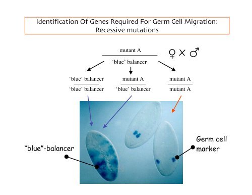 Genetic approaches to development - Society for Developmental ...