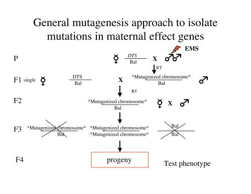 Genetic approaches to development - Society for Developmental ...