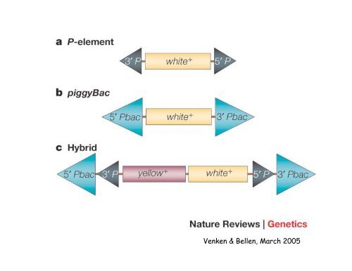 Genetic approaches to development - Society for Developmental ...