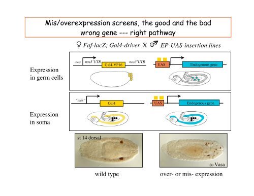 Genetic approaches to development - Society for Developmental ...