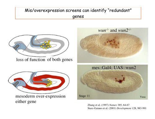 Genetic approaches to development - Society for Developmental ...