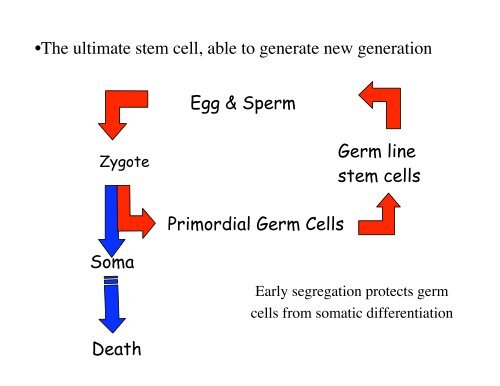 Genetic approaches to development - Society for Developmental ...