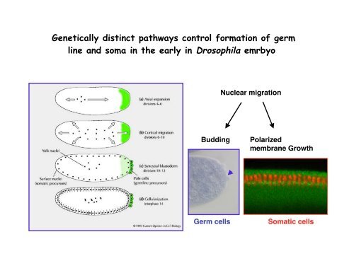 Genetic approaches to development - Society for Developmental ...