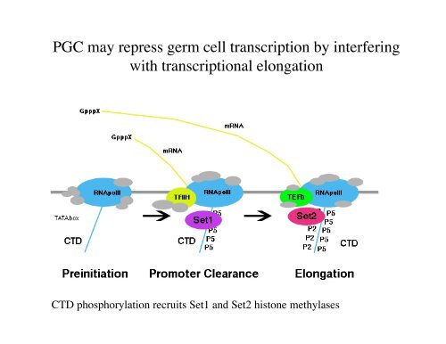 Genetic approaches to development - Society for Developmental ...