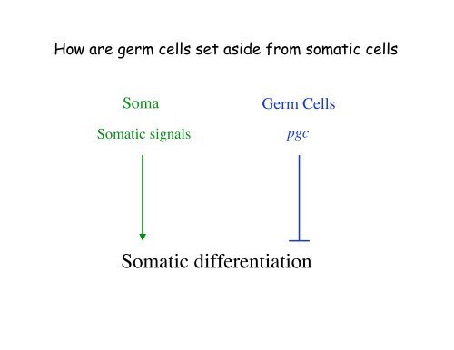 Genetic approaches to development - Society for Developmental ...