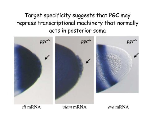 Genetic approaches to development - Society for Developmental ...