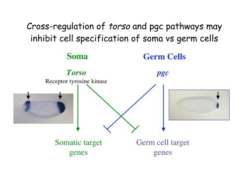 Genetic approaches to development - Society for Developmental ...