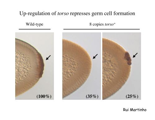 Genetic approaches to development - Society for Developmental ...