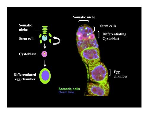 Genetic approaches to development - Society for Developmental ...