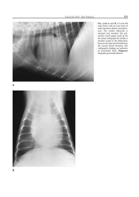 Small Animal Radiology and Ultrasound: A Diagnostic Atlas and Text