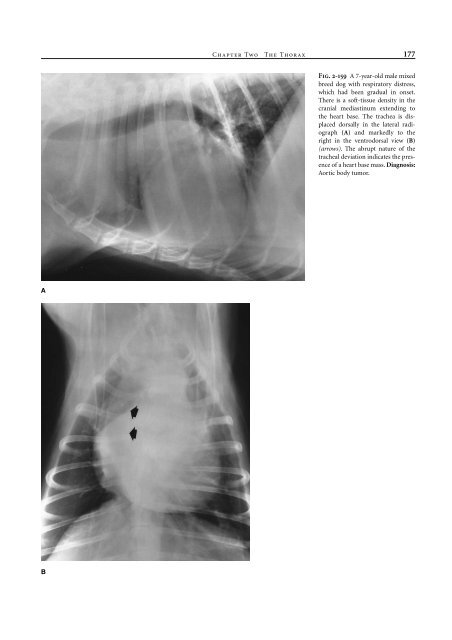 Small Animal Radiology and Ultrasound: A Diagnostic Atlas and Text