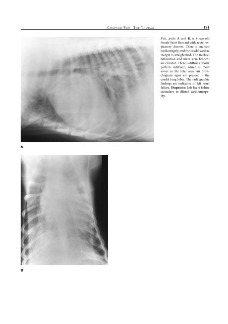 Small Animal Radiology and Ultrasound: A Diagnostic Atlas and Text