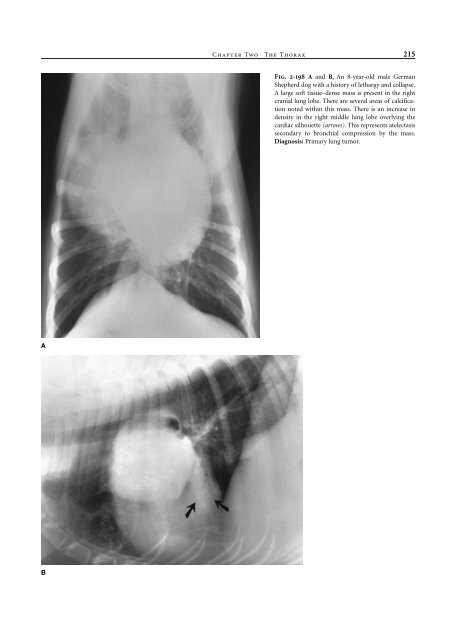 Small Animal Radiology and Ultrasound: A Diagnostic Atlas and Text