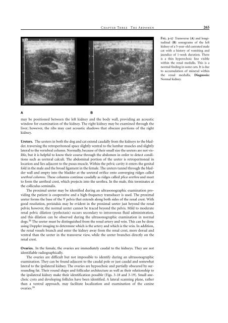 Small Animal Radiology and Ultrasound: A Diagnostic Atlas and Text