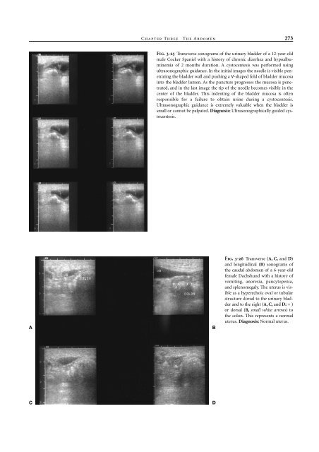 Small Animal Radiology and Ultrasound: A Diagnostic Atlas and Text