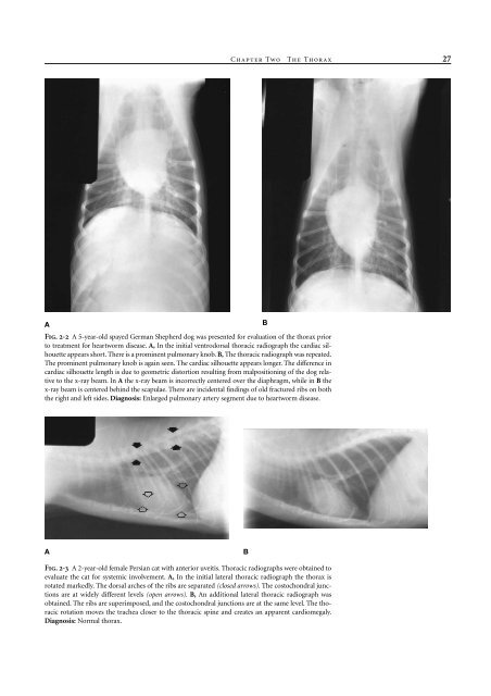 Small Animal Radiology and Ultrasound: A Diagnostic Atlas and Text