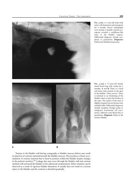 Small Animal Radiology and Ultrasound: A Diagnostic Atlas and Text