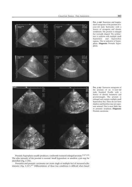 Small Animal Radiology and Ultrasound: A Diagnostic Atlas and Text