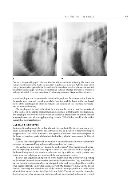 Small Animal Radiology and Ultrasound: A Diagnostic Atlas and Text