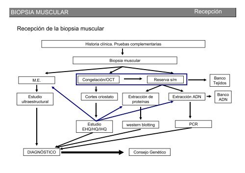 Metodología y técnicas para el estudio de enfermedades musculares