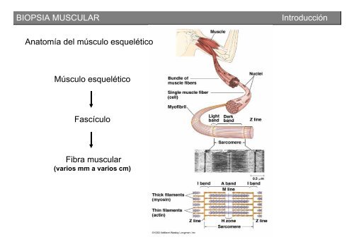 Metodología y técnicas para el estudio de enfermedades musculares