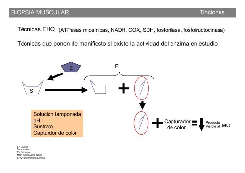 Metodología y técnicas para el estudio de enfermedades musculares