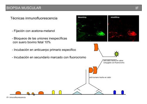 Metodología y técnicas para el estudio de enfermedades musculares