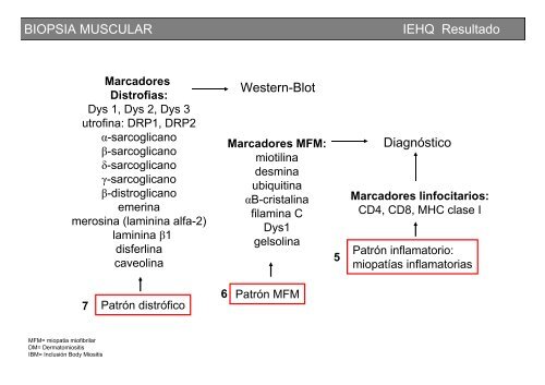 Metodología y técnicas para el estudio de enfermedades musculares