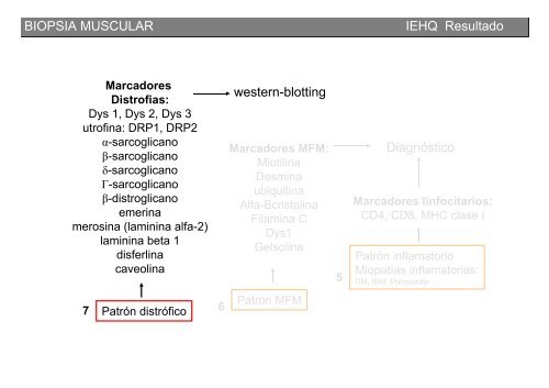 Metodología y técnicas para el estudio de enfermedades musculares