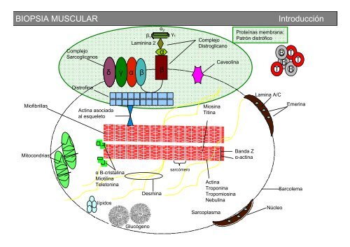 Metodología y técnicas para el estudio de enfermedades musculares