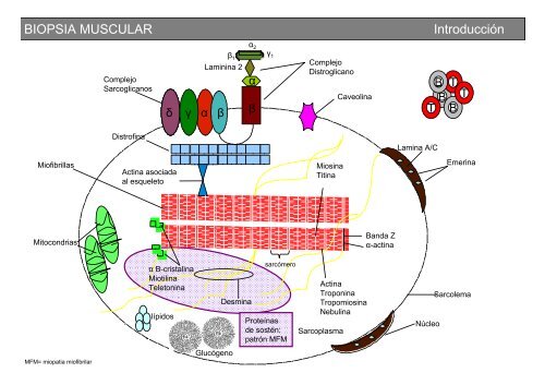 Metodología y técnicas para el estudio de enfermedades musculares