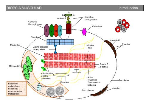 Metodología y técnicas para el estudio de enfermedades musculares