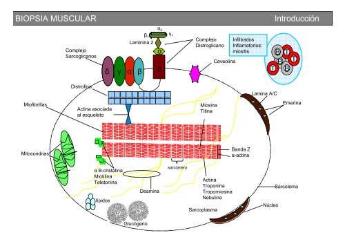 Metodología y técnicas para el estudio de enfermedades musculares