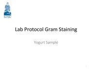 Lab Protocol Gram Staining